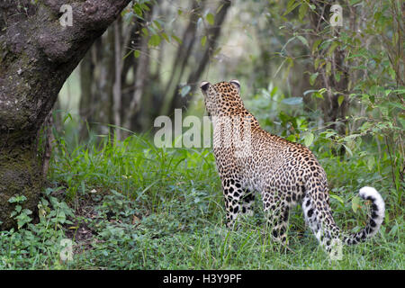 Afrikanischer Leopard (Panthera Pardus) stehen im Wald, gesehen von hinten, reserve Masai Mara national, Kenia. Stockfoto