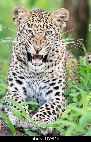 Afrikanischer Leopard (Panthera Pardus) liegen im Wald und Gähnen, reserve Masai Mara national, Kenia. Stockfoto