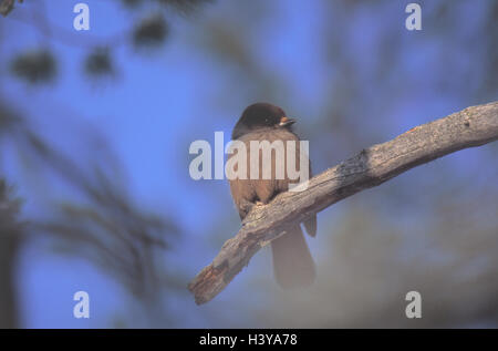 Unglückshäher, Perisorens Infaustus, Zweig, Finnland, Schweden, Siberian Jay, Tier, Tiere, Vogel, Vögel, Ave, Sparrows Vögel, Passeriformes, Perisorens, Perisoreus, Waldvogel, Häher, Rabenvogel, raven Vögel, Rabenvögel, Sit Stockfoto