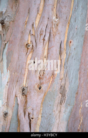 Nahaufnahme von Eukalyptus-Baum-Stamm Stockfoto