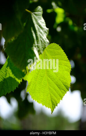 Corylus avellana aka Common Hasel beblättert von der Sonne hintergrundbeleuchtet Stockfoto