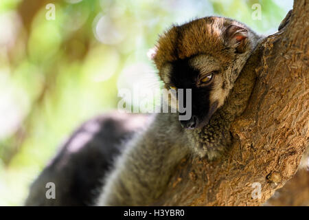 Lemur Porträt auf der Insel Madagaskar Stockfoto