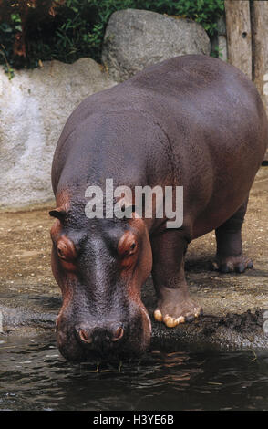 Zoo, Nilpferd, Hippopotamus Amphibius, Wasser, trinken, Freigehege, Säugetiere, Säugetier, Wildtiere, Wildtier, Klauentieren Tier, Paarhufer, Flusspferde, Hippopotamidae, Nil Pferd, Nil Pferde, ganzen Körper Stockfoto