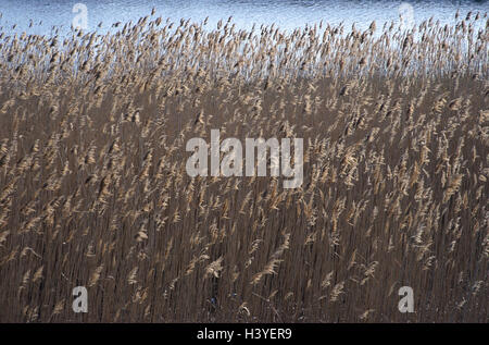 Ungarn, gemeinsamen Schilf Phragmites Australis, Gewässer, Pflanzen, Wildpflanzen, Rasen, Süßgras, Gramineae, Sumpfpflanzen, Sumpfpflanzen, Schilf, Reed Stielen, Phragmites Communis, gemeinsamen Reed, Wasser, Ufer, Bank-Gürtel Stockfoto