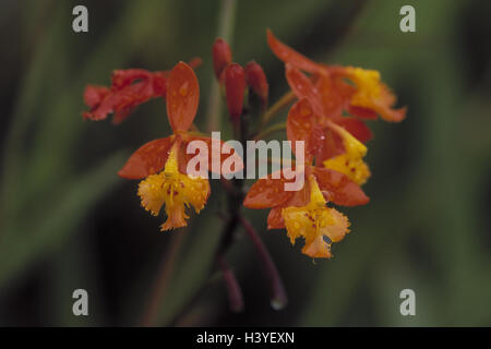 Orchidee, Epidendrum Radicans, Detail, Blüten, Pflanzen, Pflanze, Blumen, Blume, tropischen, Blüte, "Ballerina", "des Schmetterlings-Orchidee", nass, Tropfen, Tropfen Wasser, Orchidee Blüten, Orange, gelb, weich Stockfoto