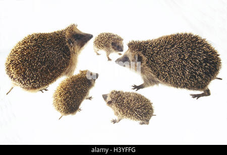 Erinaceus Europaeus, Gruppe wilde Tiere, Säugetiere, Europäische Igel, Insektenfresser, Erinaceidae, stechen Igel, Schädlingsbekämpfung Kammerjäger, nächtliche, Igel Familie, Elterntiere, Jungtiere, Stiche, Studio, Ausschneiden Stockfoto