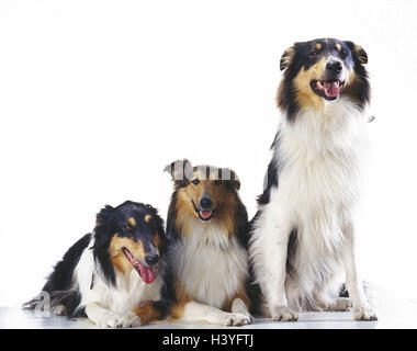 Der Collie, langes Haar, drei Säugetiere, Doggy, Canidae, Pet, Rassehunde, Hunde, Haustier Hund, begleitende schottischer Schäferhund, schottischer Collie, Rough Collie, Hund, liegen, sitzen nebeneinander, Studio Stockfoto