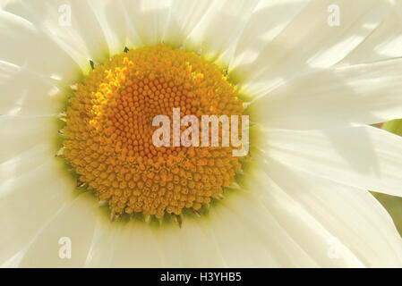 Margerite, Blüte, Detail, Chrysanthemum Leucanthemum, Pflanzen, Pflanze, Blume, Blumen, Oxeye Daisy Blüte, Chrysantheme, Blume, gelb, weiß, Natur, Sommerblume, Stockfoto