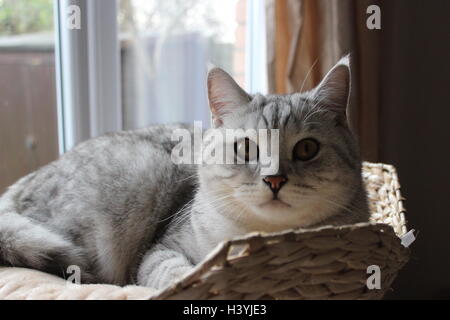 Zwei-jährige Britisch Kurzhaar Kater entspannend in seinem Korb Stockfoto