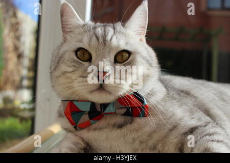 Zwei-jährige Britisch Kurzhaar-Kater trägt eine Fliege Stockfoto