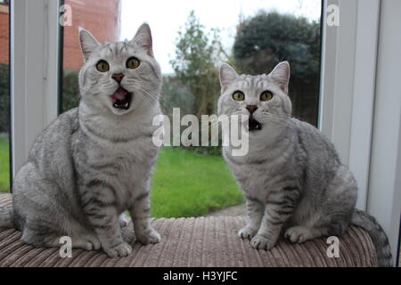 Zwei junge männliche Britisch Kurzhaar Stammbaum Katzen Side-by-Side mit ihren Mündern öffnen Stockfoto