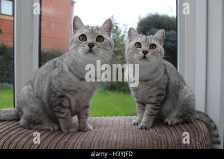 Zwei Britisch Kurzhaar Twin Bruder Katzen schauen neugierig Stockfoto