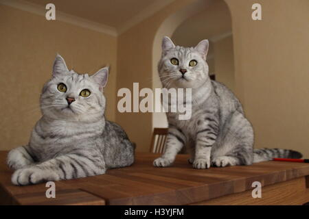 Zwei Britisch Kurzhaar Twin Katzen sitzen nebeneinander auf einem Holztisch Stockfoto