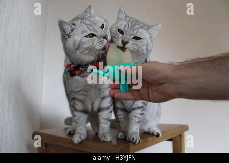 Zwei Britisch Kurzhaar-Katzen Essen ein Eis am Stiel Stockfoto