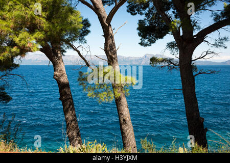 Blick von der blauen Adria in Trpanj Kroatien mit Pinien im Vordergrund, im Sommersonnenschein Stockfoto