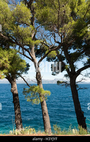 Blick von der blauen Adria in Trpanj Kroatien mit Pinien im Vordergrund, im Sommersonnenschein Stockfoto