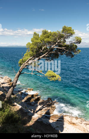 Blick von der blauen Adria in Trpanj Kroatien mit Pinien im Vordergrund, im Sommersonnenschein Stockfoto