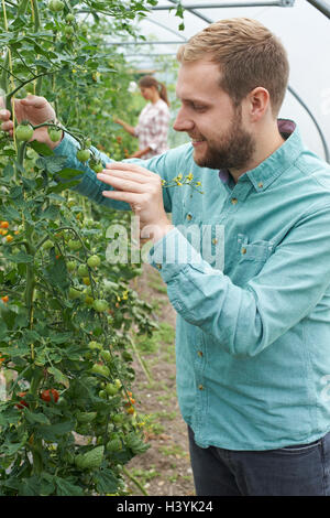 Landwirt Check-Tomatenpflanzen im Gewächshaus Stockfoto