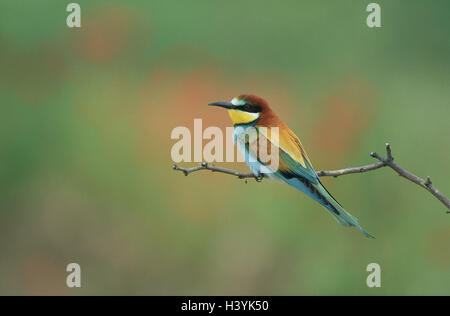 Biene-Esser (Merops Apiaster), sitzt auf Ast, in der Nähe Stockfoto