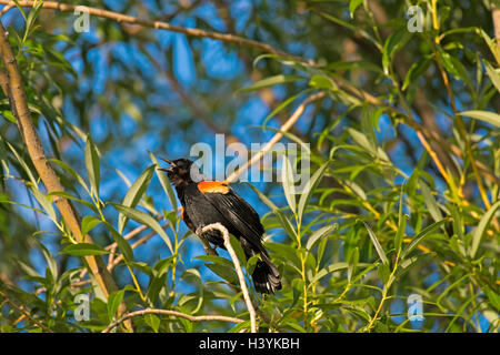 Erwachsene männlich Red winged Amsel singen in einem Baum. Stockfoto