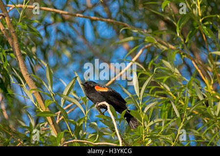 Erwachsene männliche rote geflügelte Amsel thront im Baum. Stockfoto