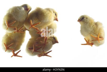 Glasplatte, Hüherküken, von unten Tiere, Küken, Vögel, Geflügel, Haus-Huhn, Gallus Gallus, nutzen Tiere, hühnerartigen Vogel, junge Tiere, Geflügel, junge, junge Vögel, Füße, gelb, fleecily, weich, bequem, leise, Perspektive, Unterview, Ikone, Außenseiter, auseinander, Ausgrenzung, Isolierung, isolieren, zu trennen, zu distanzieren, Entlastung, vertrieben, Individualismus, Individualität, Kontakt Armut Stockfoto