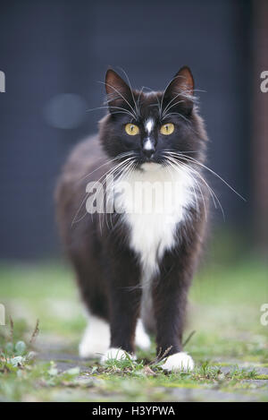 Norwegische Waldkatze, schwarz/weiß, Säugetiere, Säugetier, Feliidae, Haustiere, Haustier, Katzen, Katze, Rasse-Katze, edle Katze, Norsk Skaukatt, norwegische Katze, stehen, draußen Stockfoto