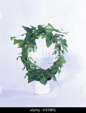 Topfpflanzen, Pflanzen, Efeu, Hedera Helix, Ivy Zimmerpflanze, grüne Pflanze, Pflanze, Studio, Produktfotografie Stockfoto