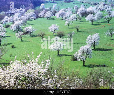 Wiese, Kirschbäume, Prunus spec, dort blühen, Frühling, Anhang, Kirschen, rose Pflanzengattung, Steinobst Pflanzen, Bäume, Baum, Kirsche Blume, Blüten, Übersicht, Deutschland, Schwarzwald, Nähe Freiburg Stockfoto