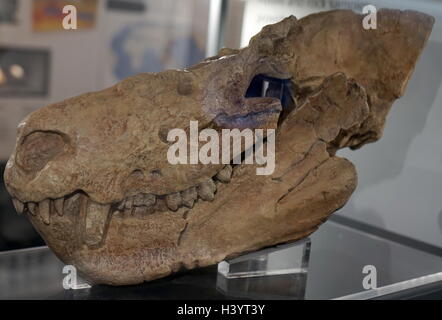 Schädel eines Cynognathus, eine ausgestorbene Gattung der großen-bodied Cynodontier deuten, die in der frühen und mittleren Trias lebten. Stockfoto