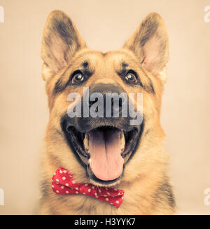 Porträt eines deutschen Schäferhundes trägt eine Fliege Stockfoto