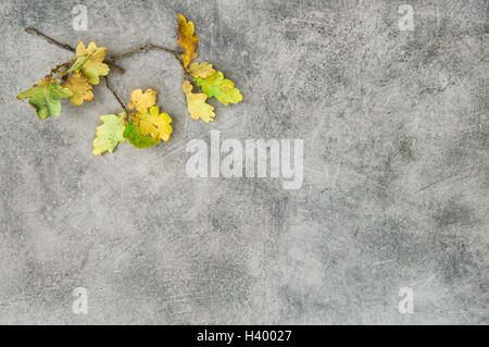 Herbst Hintergrund. Gelbe Eichenlaub am grauen Stein Textur Stockfoto