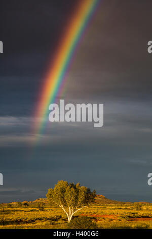 Malerische Aussicht auf Regenbogen über Baum wächst auf Wiese, Newman, Western Australia, Australien Stockfoto