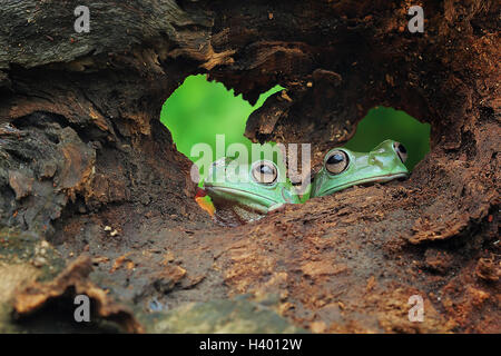 Zwei Frösche suchen durch Loch in einem Baum, Indonesien Stockfoto