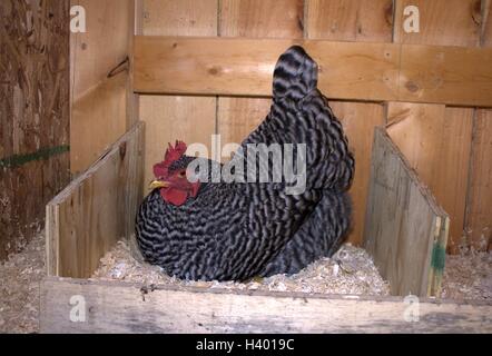 Barred Rock Henne Einstellung auf ihrem Nest Stockfoto