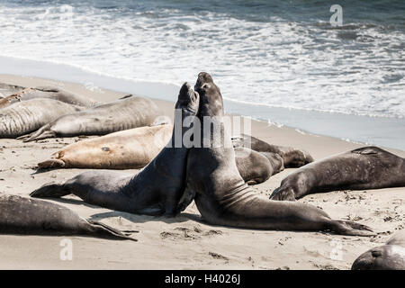 Seeelefanten kämpfen am Meer am Strand Stockfoto