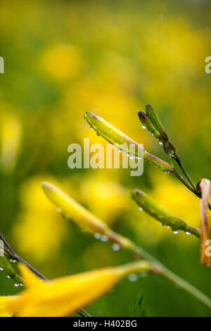 Nahaufnahme des Wassers sinkt auf gelben Knospen während der Regenzeit Stockfoto