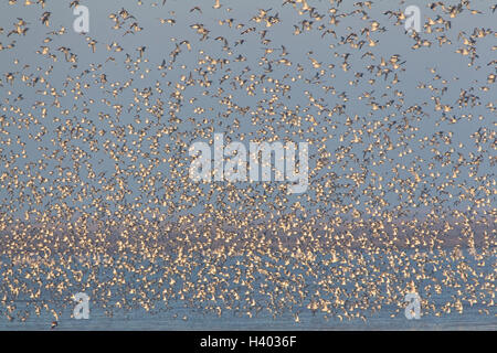 Tausende von Knoten Calidris Canutus nehmen Sie in den Himmel von ihrem Schlafplatz wie Wattwanderungen durch die Flut in Norfolk überschwemmt werden Stockfoto