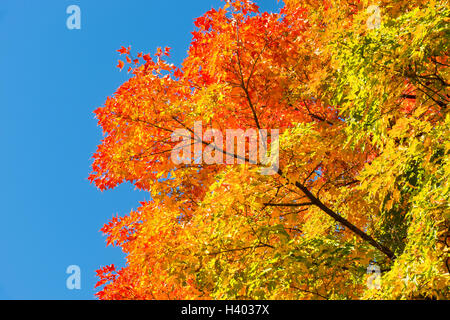 Herbst Ahornbäume mit roten Blätter gegen reinen blauen Himmel in Montreal, Quebec, Kanada Stockfoto