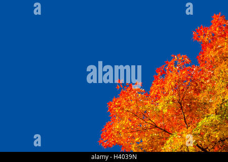 Herbst Ahornbäume mit roten Blätter gegen reinen blauen Himmel in Montreal, Quebec, Kanada Stockfoto