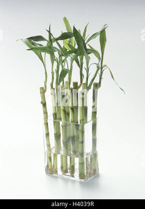 Vase, Bambus, Glas, Glas-Vase, Bambus, Bambusa, grass Typ, Stmme,  Bambusrohre, Pflanzen, mehrere, exotische, asiatische, glckliche Symbol,  Glcksbringer, Glck, ruhig leben, Tatsache Rezeption, Studio, freie  Platten Stockfotografie - Alamy