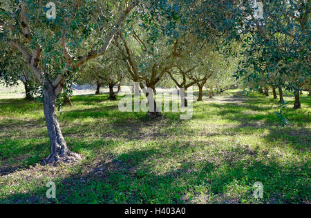 Bosa, Sardinien, Italien Stockfoto