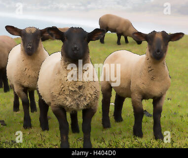 Schaf mit schwarzem Gesicht und Beine illustration Stockfoto