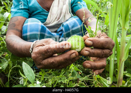 Indigene Adivasi-Frau sammeln eine Wildpflanze Ruit in einem Wald in Jharkhand, Indien Stockfoto