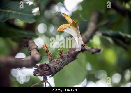 Haus Baum Ameisen in Jharkhand, Indien Stockfoto