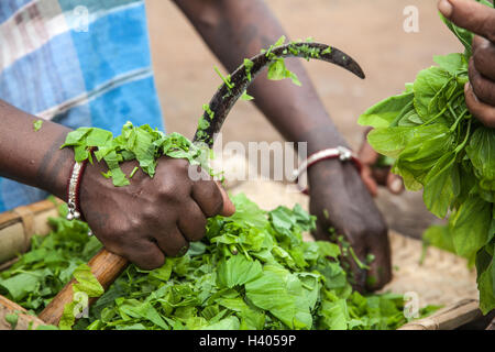 Frau schneiden grüne Blätter für einen Salat mit einer Sichel in einem Indianerdorf Adivasi in Jharkhand, Indien Stockfoto