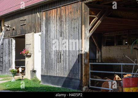 Böheimkirchen: Bauernhaus, Stall Kuh in Schildberg, Mostviertel, Niederösterreich, Niederösterreich, Österreich Stockfoto