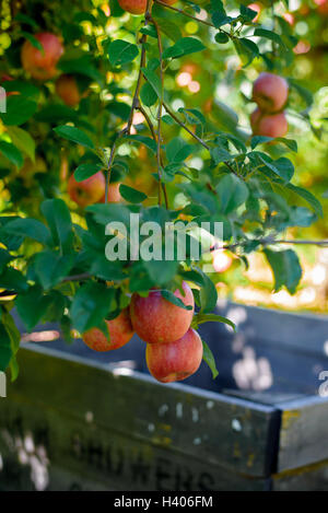 Eine Apfelplantage im Adams County PA Stockfoto