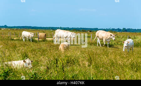 Herde der Kühe auf der Weide in Oléron Insel, Frankreich Stockfoto