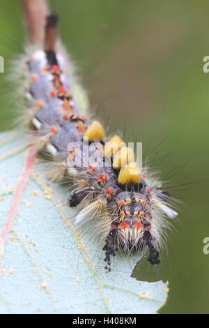 Raupe von Rusty Tussock Moth, bekannt auch die Vapourer Stockfoto